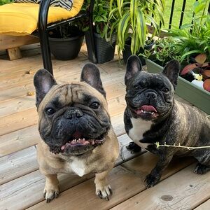 Meet your Posher, Mona